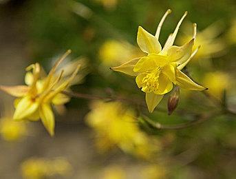 《荣耀战魂》新英雄公布 异乡人阵营再添女将